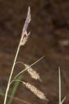 Barratt's sedge